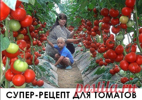 Супер рецепт для томатов. Очень эффективная подкормка!