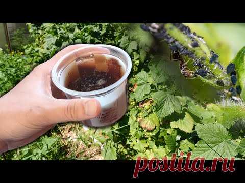 Тли больше не будет никогда! Это избавит участок от тли за раз