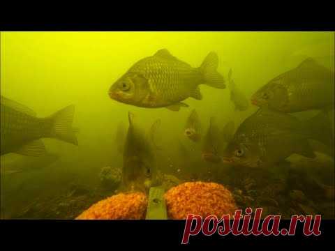 Шок! Реакция рыбы на жмых: кукуруза + чеснок | эксперимент с прикормка для карася | рыбалка 2020 - YouTube