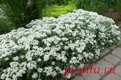 Жемчужина сада | ЗЕЛЕНЫЙ МИР С ЕЛЕНОЙ | Яндекс Дзен