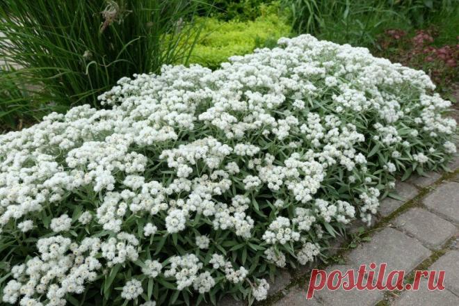 Жемчужина сада | ЗЕЛЕНЫЙ МИР С ЕЛЕНОЙ | Яндекс Дзен