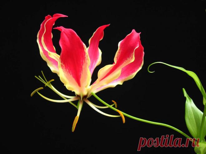 Огненная лилия - Глориоза Роскошная Глориоза Роскошная (Gloriosa superba) - очень красивый и необычный цветок. Это растение прекрасно адаптировано к жизни в домашних условиях.