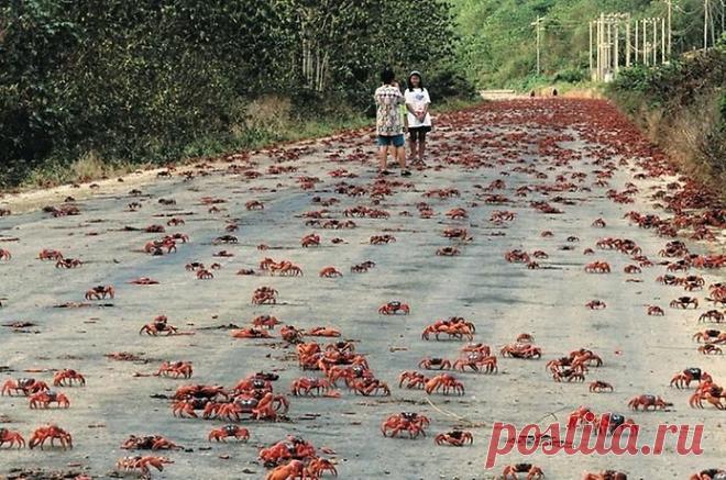 Миграция крабов на острове Рождества