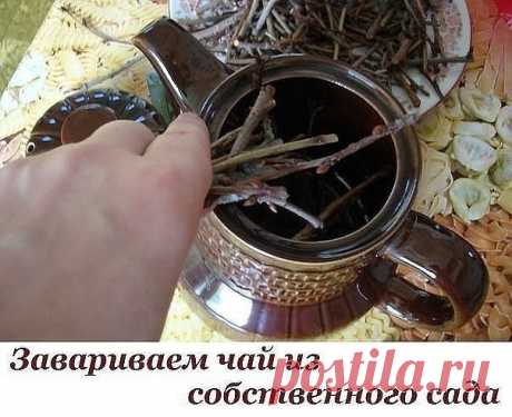 Завариваем чай из собственного сада