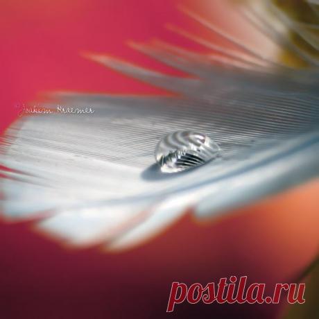 капли от Healzo