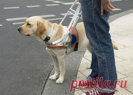 Собака в ответе за того, кто ее приручил...