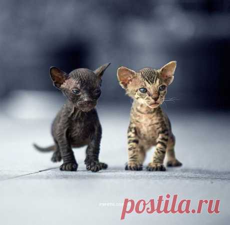 Восхитительные фотопортреты животных