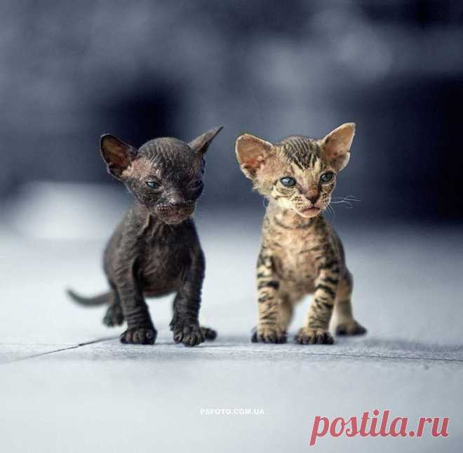 Восхитительные фотопортреты животных