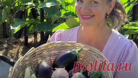 🧺 Как получить ранний урожай баклажанов?