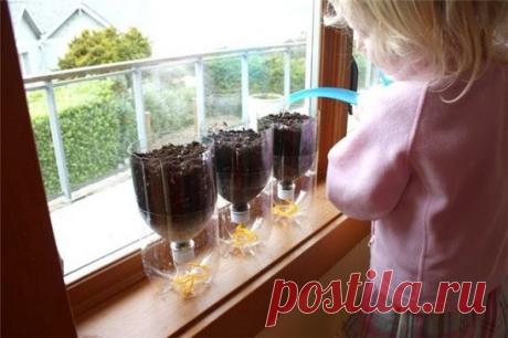 Выращивание рассады в бутылках
Вы выращиваете рассаду, но вам часто приходится уезжать на 2-3 дня. Рассада за это время может пересохнуть, так как выращивается в небольших емкостях. В таких случаях можно воспользоваться следующим способом:
 1. Приготовьте ПЭТ- бутылки, землю для овощей, толстые шерстяные нитки, семена, ножницы, фломастер.
2. разрежьте бутылку ножницами примерно пополам.
3. В пробке шилом сделайте отверстие.
4. Закрепите с помощью узла в пробке шерстяную нить. Свободный конец