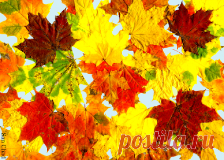 San Chad * Черных А.Д.