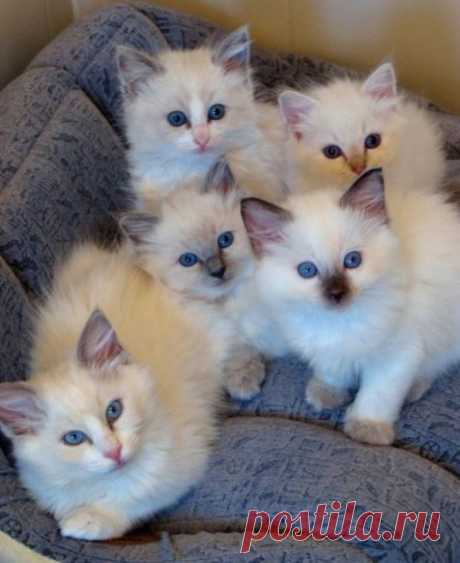 (3) Facebook