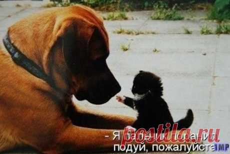 1mp.mobi - 1 Миллион Приколов :)