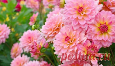 Простые причины растить георгины