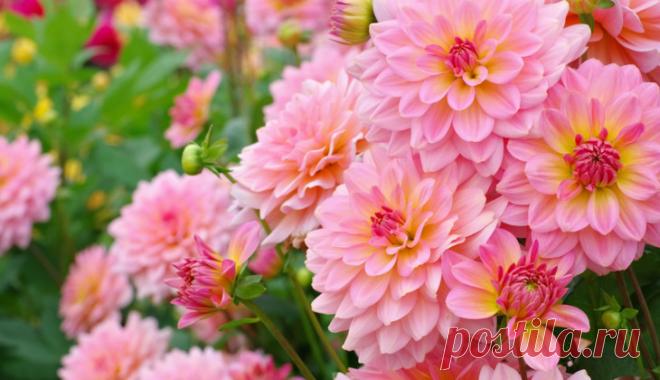 Простые причины растить георгины