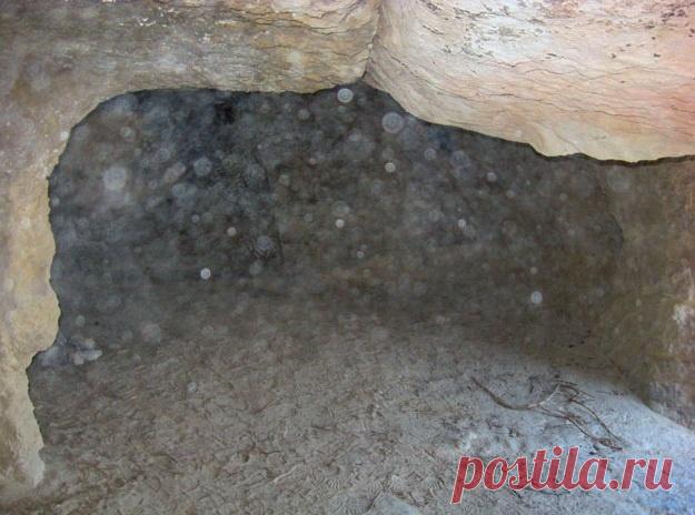 Формы жизни из 