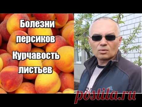 Болезни персика. Курчавость листьев. Или как я спасал персик.