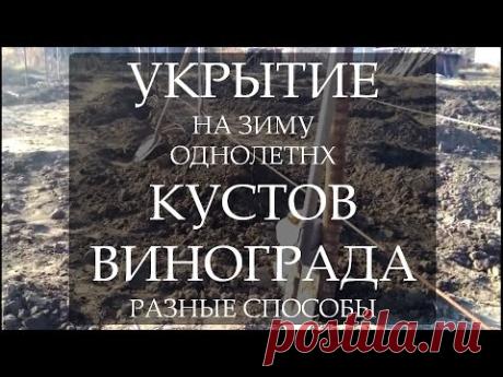 Укрытие на зиму однолетних кустов винограда, разные способы