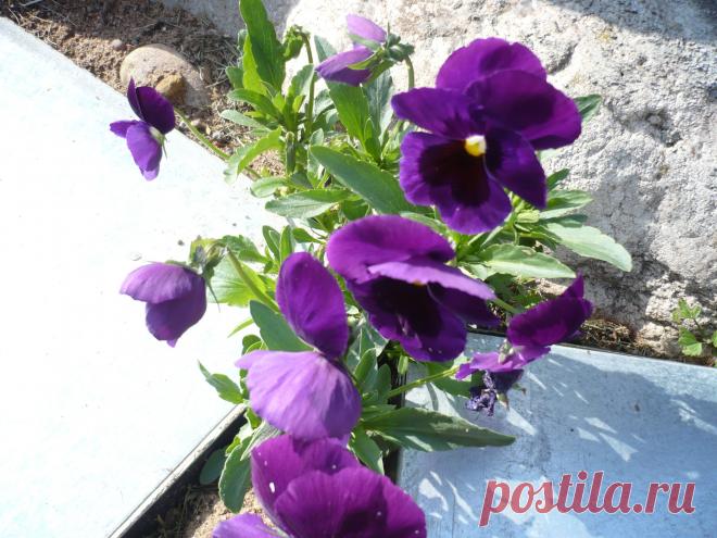 Анютины глазки.