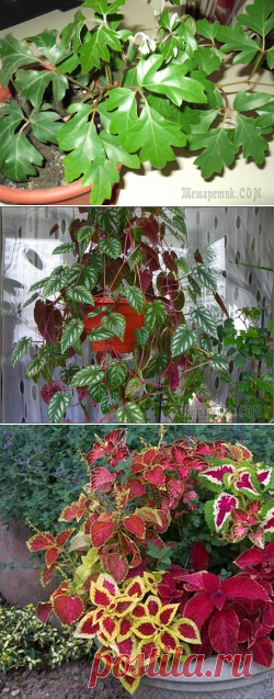 Циссусы – растения-"фильтры" для детской комнаты