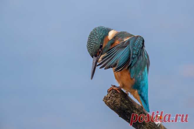 Kingfisher Kingfisher - Alcedo Atthis