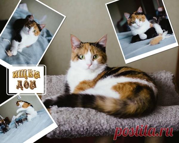 Санкт-Петербург. В дар. Трехцветая кошечка-подросток Брусничка – Птичий рынок в Санкт-Петербурге (только в дар), пользователь Любовь Разина | Группы Мой Мир