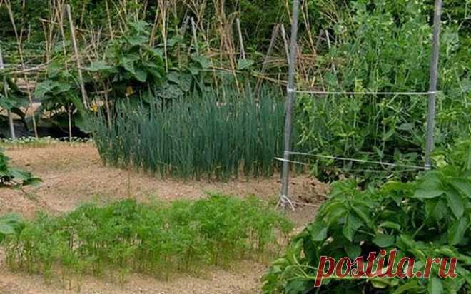 Советы огородникам и садоводам в Instagram: «Полезная химия для сада🌾 ⠀ 1. Раствор марганца и медного купороса – эффективное средство борьбы с грибными болезнями на плодовых и ягодных…»