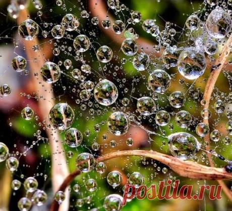 (99+) Одноклассники