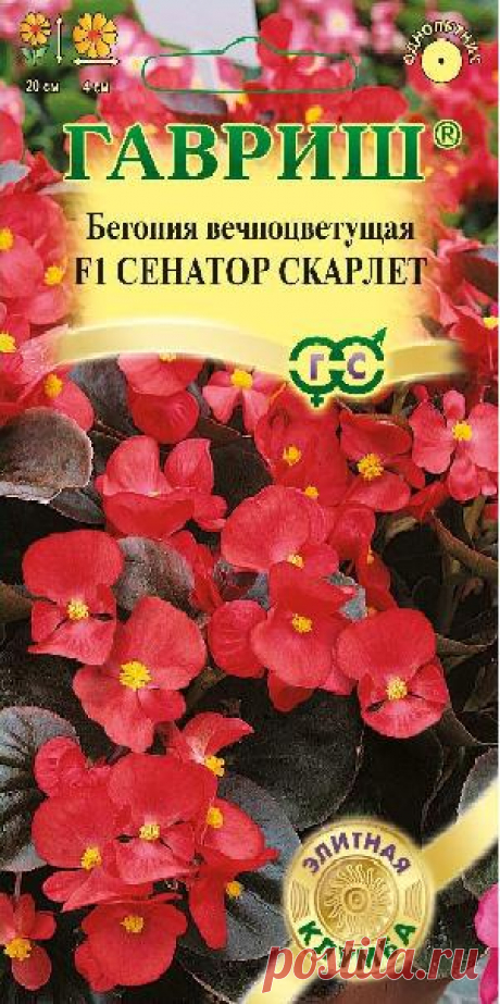 Бегония &quot;Сенатор Скарлет F1&quot;, вечноцветущая