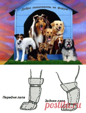Одежда для собак. Комбинезоны для собак. Шьем сами! : Уход и содержание