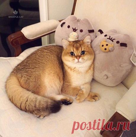 Прикольных котов пост - ЯПлакалъ