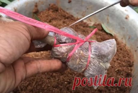 Простой и проверенный способ получить саженец любого дерева