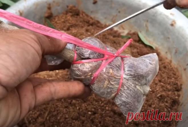 Простой и проверенный способ получить саженец любого дерева