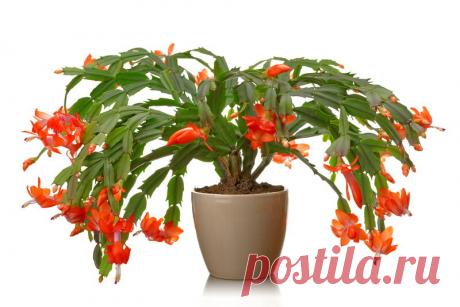 Октябрь — пора подкармливать Декабрист борной кислотой для Пышного цветения! Рассказываю как все сделать правильно?