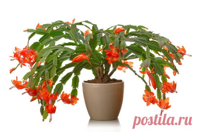 Октябрь — пора подкармливать Декабрист борной кислотой для Пышного цветения! Рассказываю как все сделать правильно?