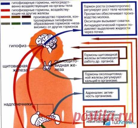 Гормоны, которые регулируют набор или потерю веса.