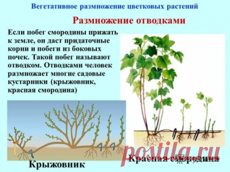 #ДачныеСоветы
РАЗМНОЖЕНИЕ КУСТАРНИКОВ ЧЕРЕНКАМИ
Очень ответственная работа на даче в конце июня - самом начале июля - размножение черенками кустарников. Это лучшее время для черенкования, в более поздние сроки корни образуются, но не успевают до конца сформироваться и нормально перезимовать.
В большинстве случаев при дальнейшем размножении для большинства культур кустарников абсолютно не подходит укоренение черенков в воде. Образующиеся в ней корни очень хрупкие, при пересаживании в землю част