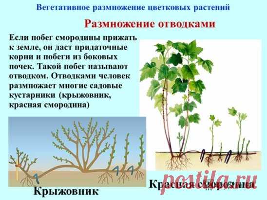 #ДачныеСоветы
РАЗМНОЖЕНИЕ КУСТАРНИКОВ ЧЕРЕНКАМИ
Очень ответственная работа на даче в конце июня - самом начале июля - размножение черенками кустарников. Это лучшее время для черенкования, в более поздние сроки корни образуются, но не успевают до конца сформироваться и нормально перезимовать.
В большинстве случаев при дальнейшем размножении для большинства культур кустарников абсолютно не подходит укоренение черенков в воде. Образующиеся в ней корни очень хрупкие, при пересаживании в землю част
