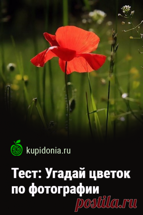 Тест: Угадай цветок по фотографии. Предлагаем вам пройти развлекательный тест о цветах с фотографиями. Проверьте свои знания и визуальную память!