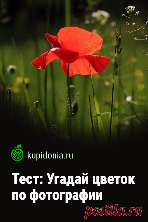 Тест: Угадай цветок по фотографии. Предлагаем вам пройти развлекательный тест о цветах с фотографиями. Проверьте свои знания и визуальную память!