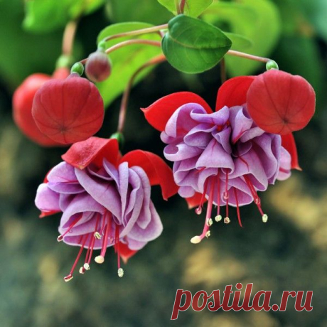 Невероятные фуксии. Фото