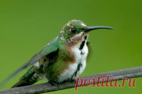 Grünbrustmangokolibri (Anthracothorax prevostii) - Naturbild-Galerie: Kolibris - Fokusnatur Naturfotografie