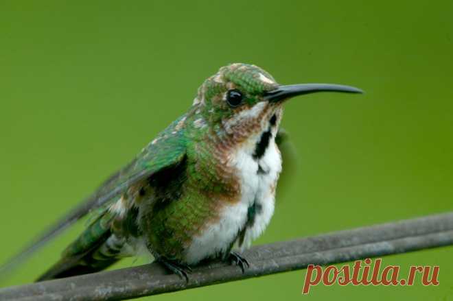 Grünbrustmangokolibri (Anthracothorax prevostii) - Naturbild-Galerie: Kolibris - Fokusnatur Naturfotografie