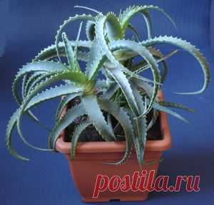 Инсектицидные растения