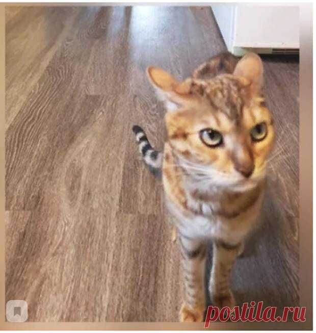 Мои кот и пёс не сказать, что живут во вражде, но и дружбой не связаны точно. Довольно холодные у них отношения. Один постоянно как-то бедокурит, второй на него стучит. Угадайте, кто в какой роли обычно выступает. Недавно произошла очень показательная ситуация. То ли я положил псу мало, то ли он