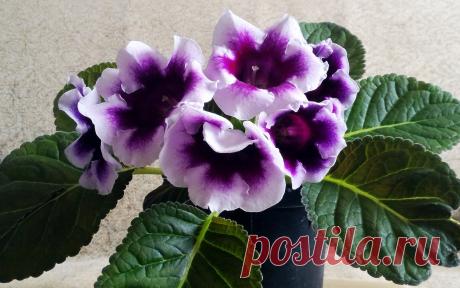 Моя глоксиния