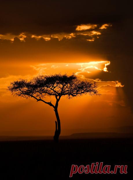 Ned in Oita, Japan — coiour-my-world: Masai Mara sunset, Kenya