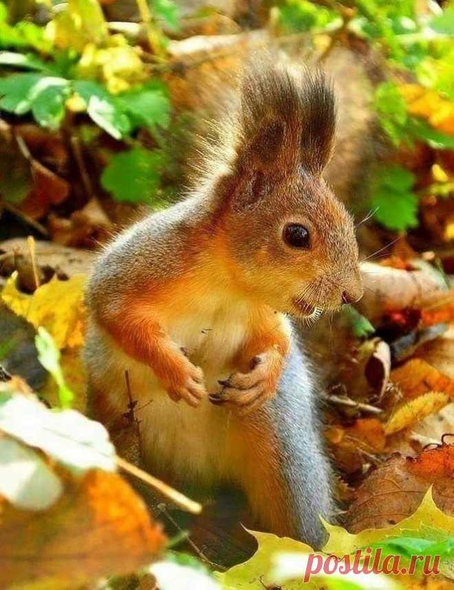 ✮