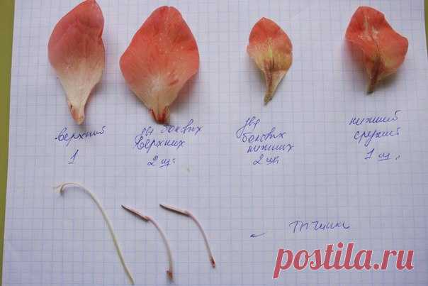 #Гладилус разбор + #выкройка_цветка