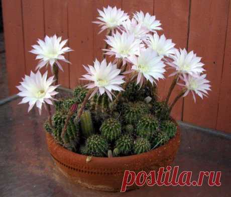 Эхинопсис. Кактус. Уход, выращивание, размножение.